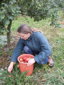 Ивашкевич Людмила на сборе яблок